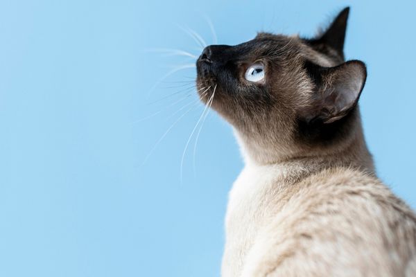 Desaparecimento de gatos preocupa moradores de Ribeirão Pires