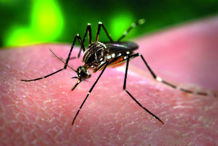 Menina de 10 anos de idade morre vítima de dengue hemorrágica em