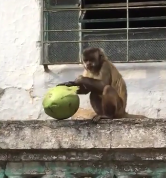 Guarda Municipal resgata macaco-prego abandonado em porta de