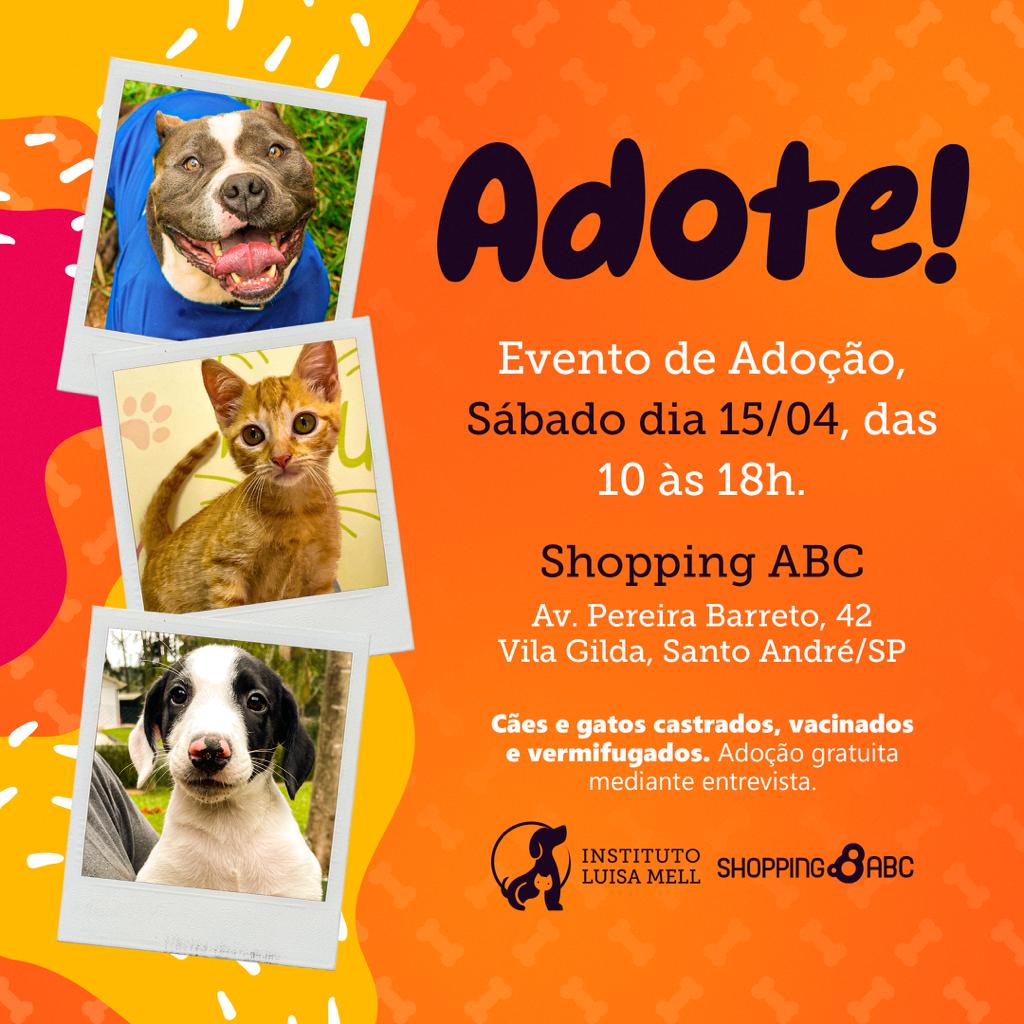 Adote Um Gatinho - Dia 6 de dezembro, domingo, das 10 às 18h no