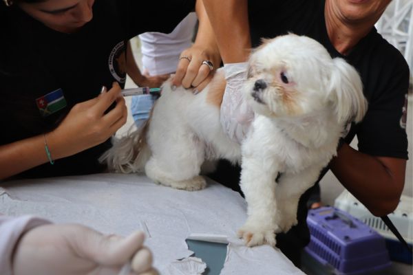 ABC records 5.5% drop in rabies vaccinations in first half of year